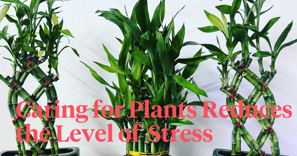 Student Plants header