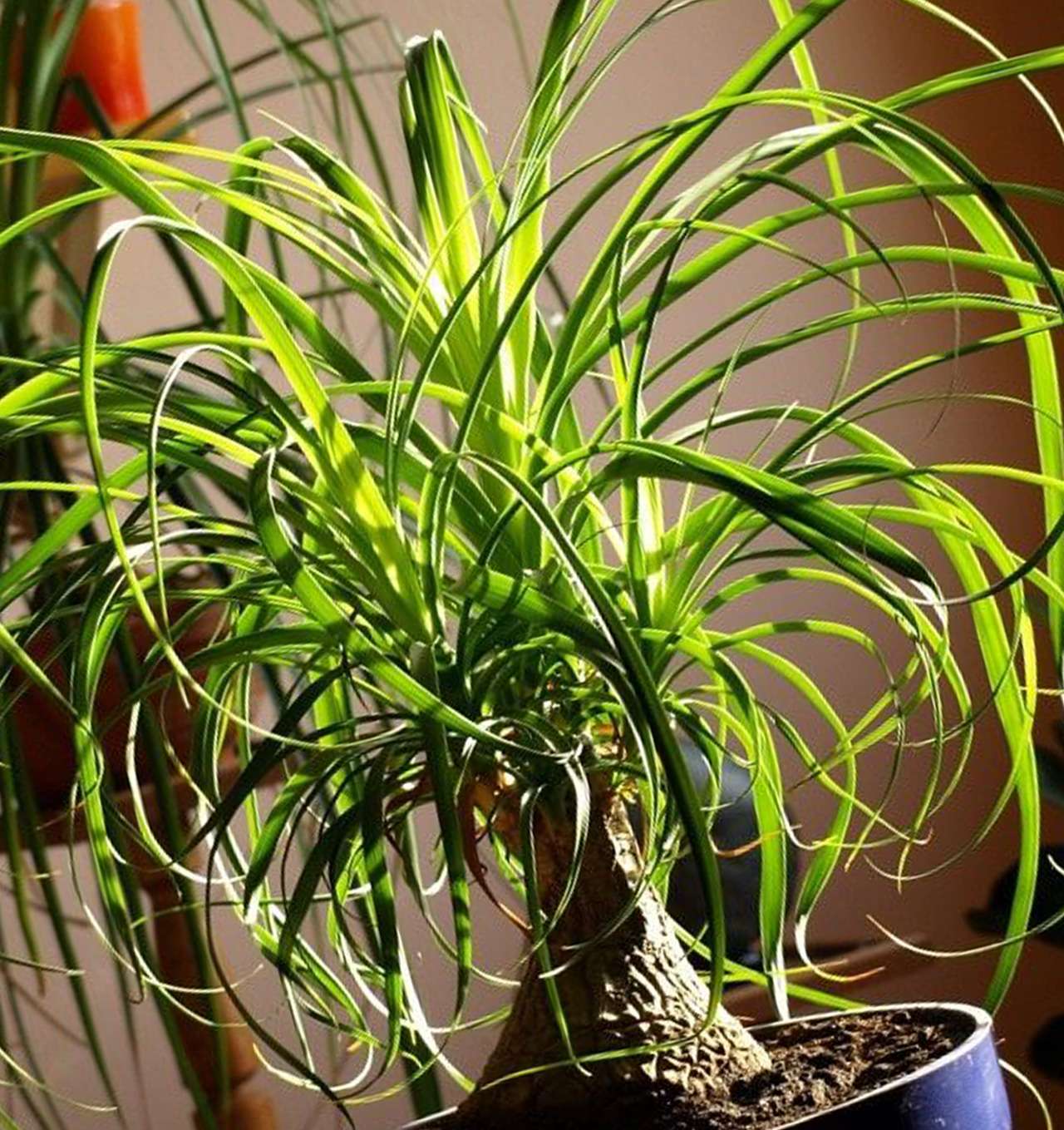 Ponytail Palm - Nolina