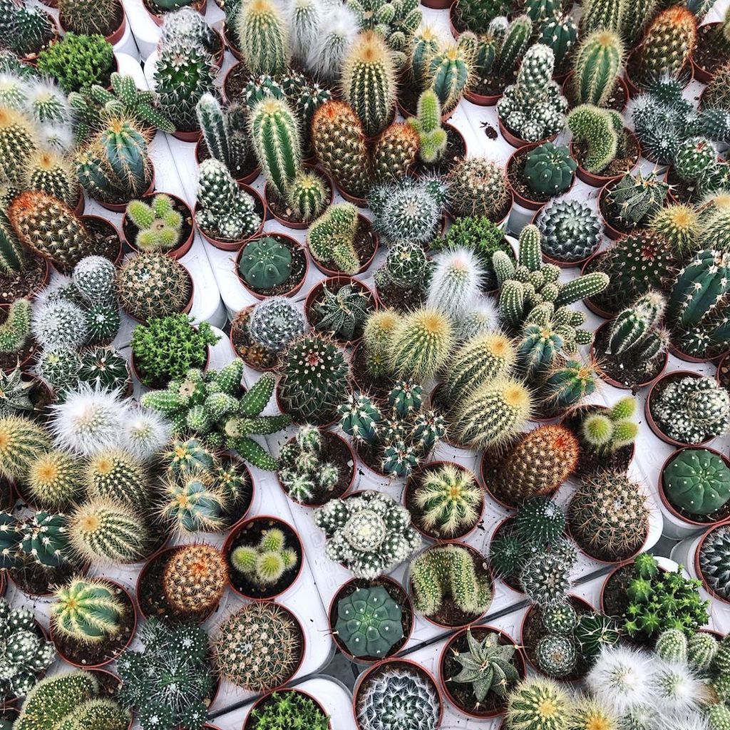 Cacti Collection