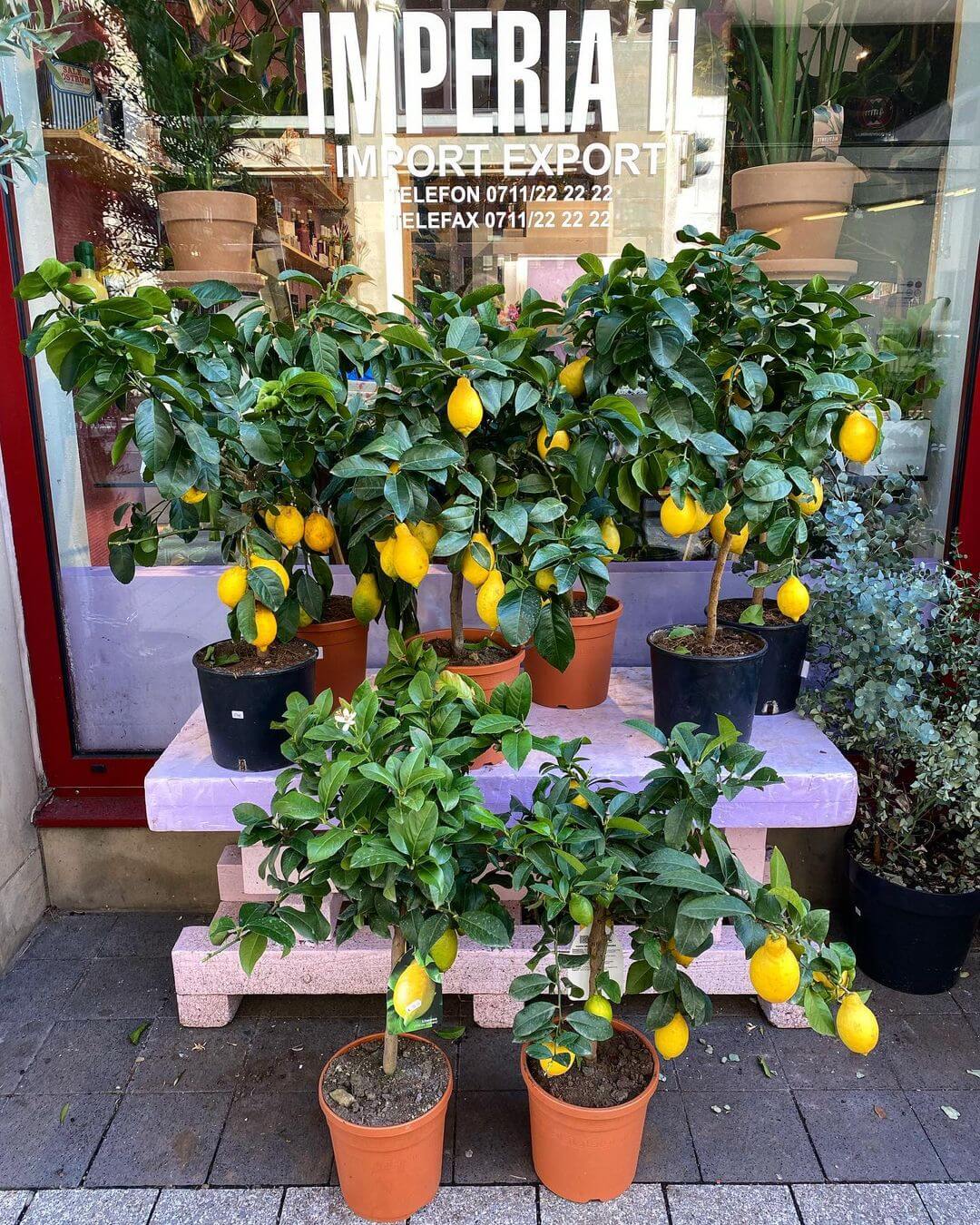 Lemon Tree - Citrus lucky plants