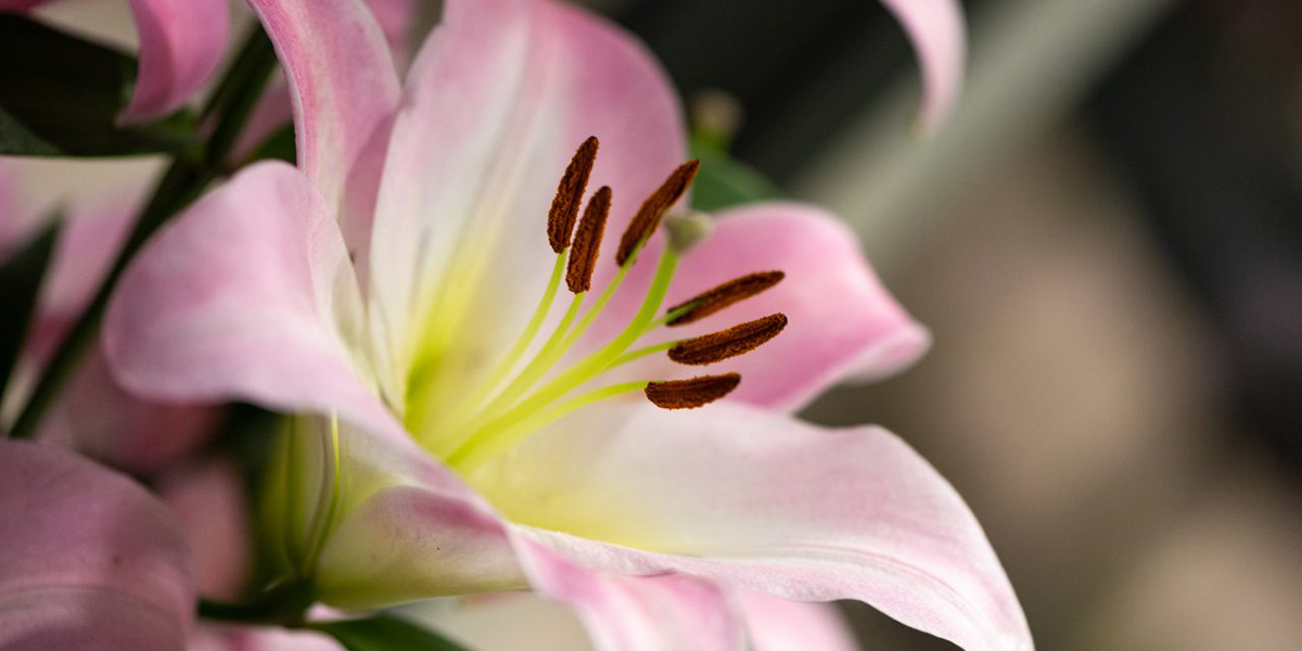Lily Master cut flower on Thursd header
