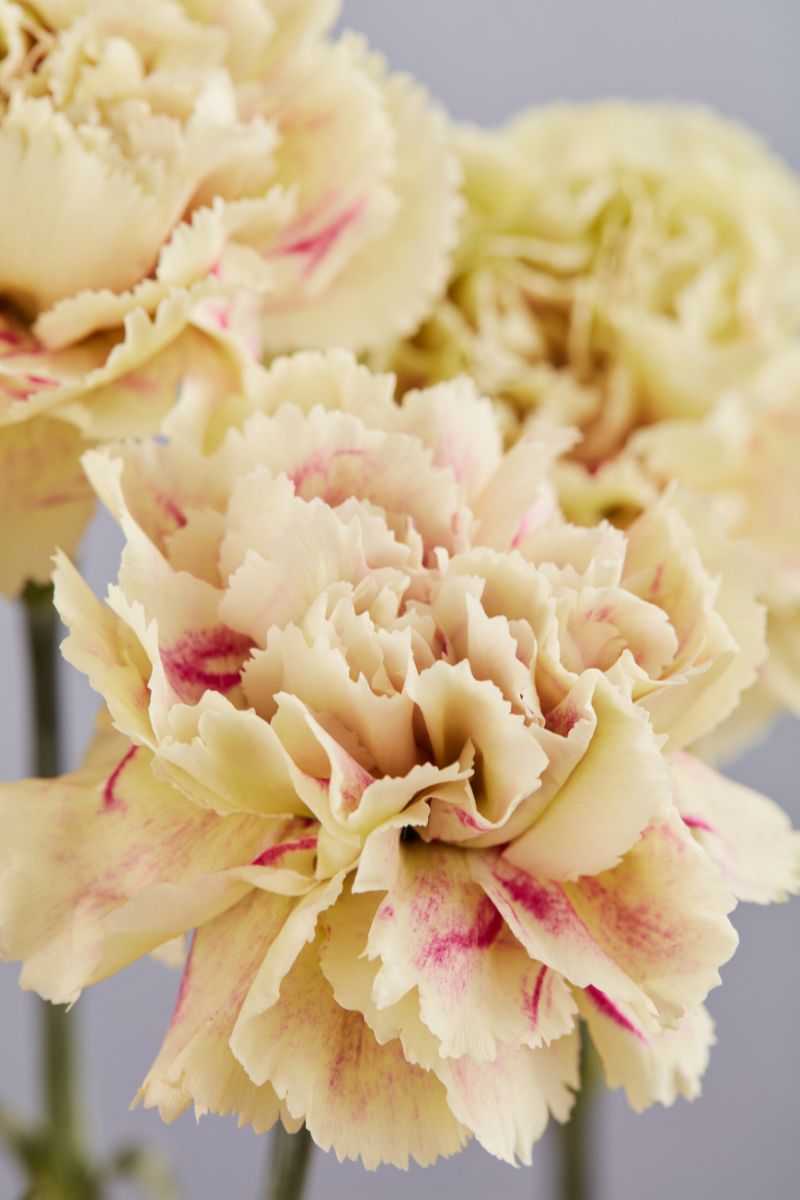 Beige pastel Missantic carnation by Selecta One