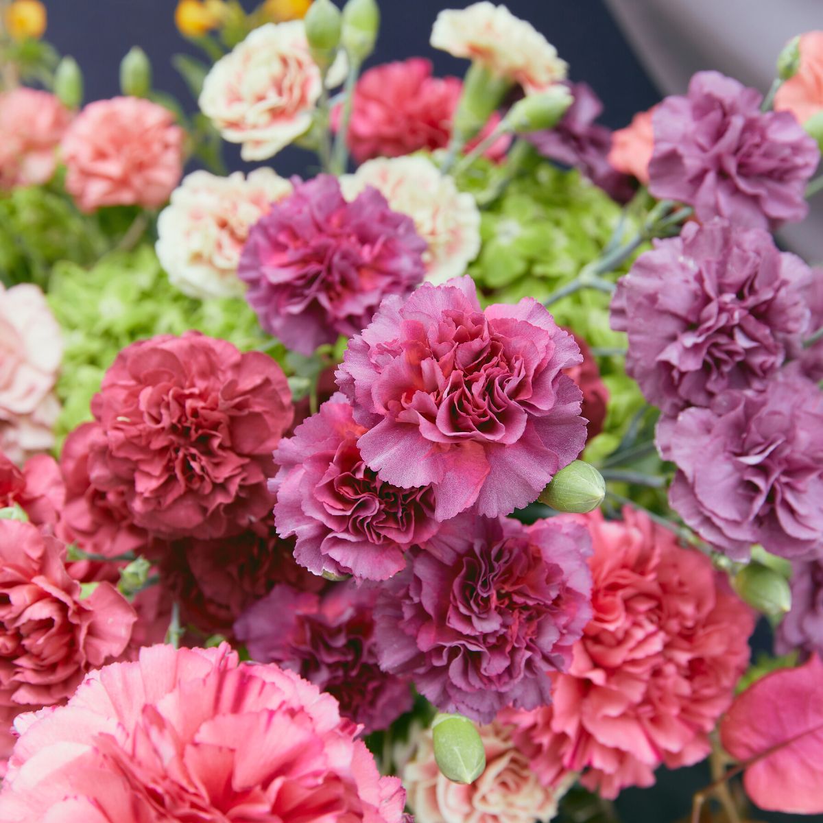 Missantic carnations are revolutionary blooms