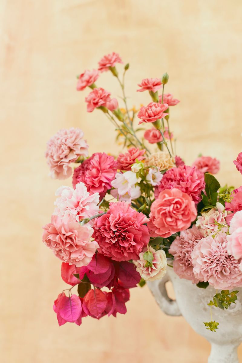 Revolutionary pastel colors in Missantic carnations