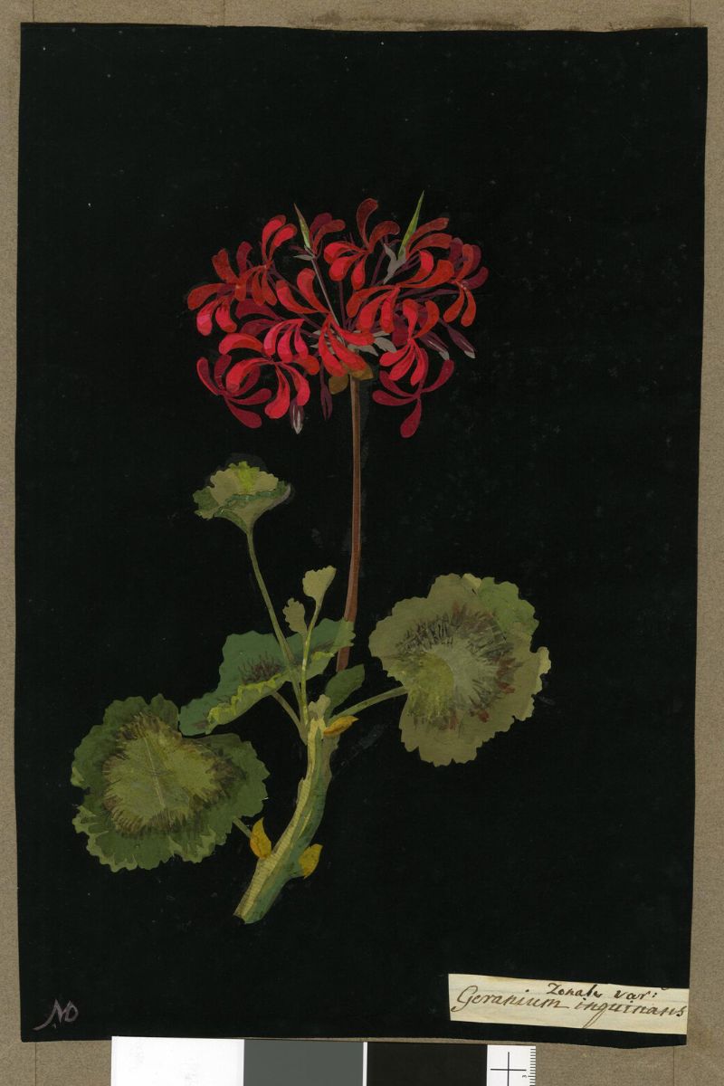 Red flower painting by Mary Delany