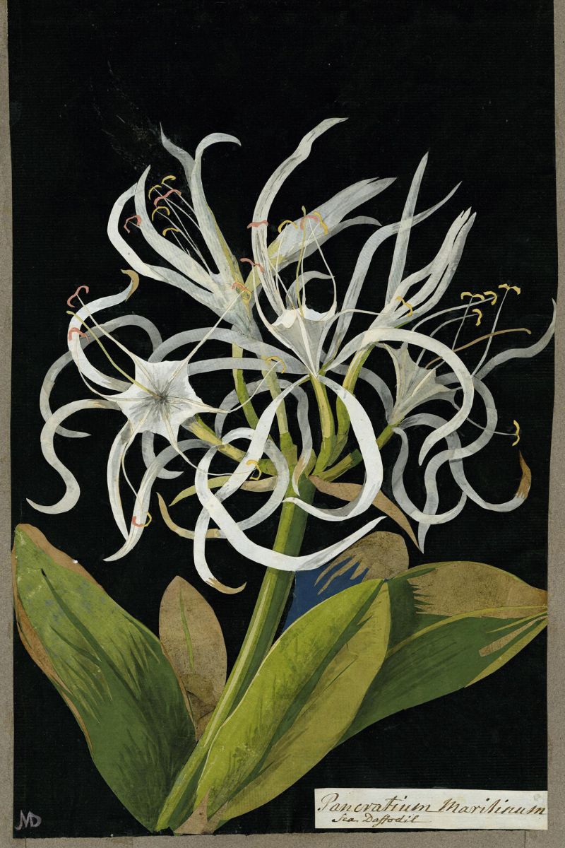 White floral botanical painting by Mary Delany