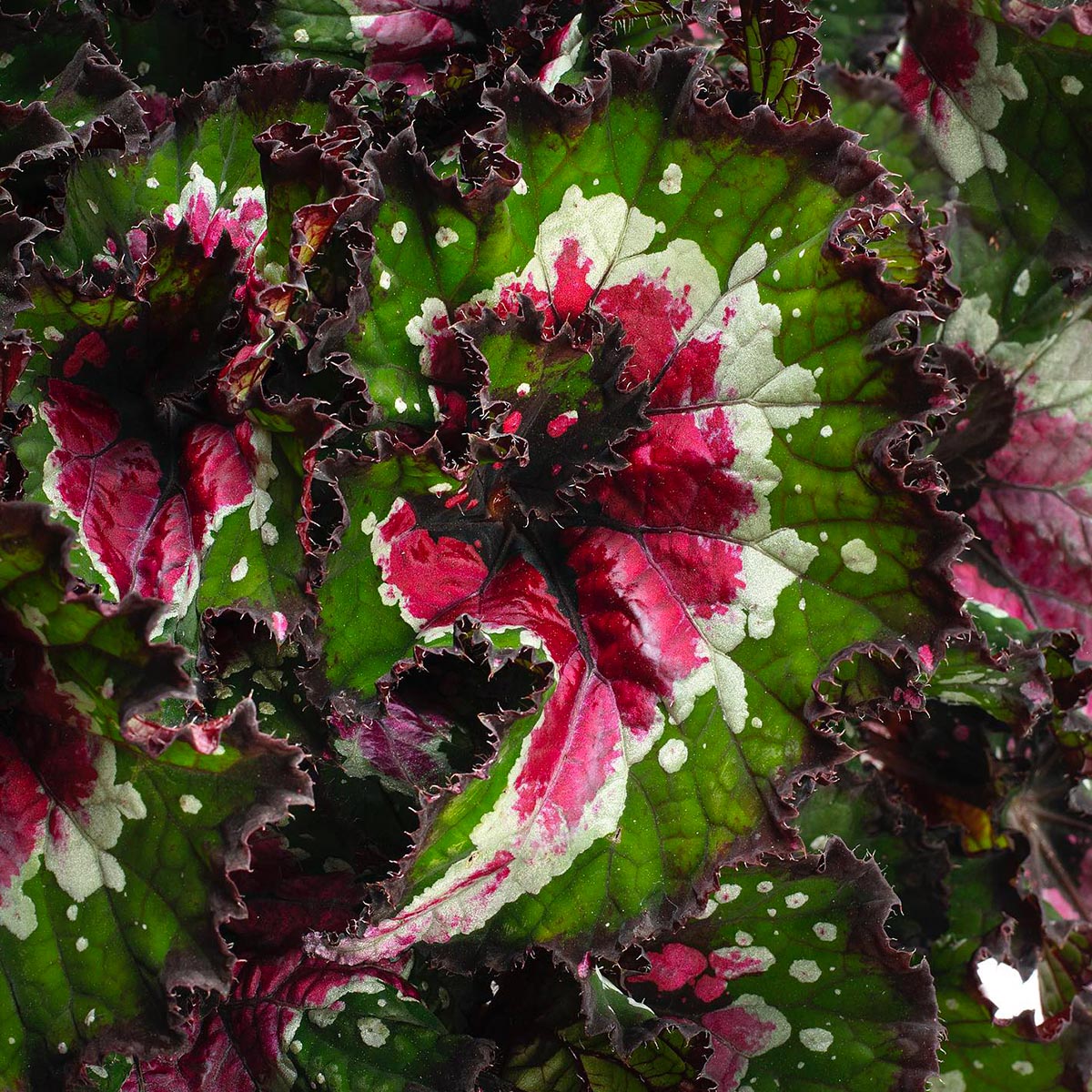 Begonia Purple Blush at J and P Ten Have