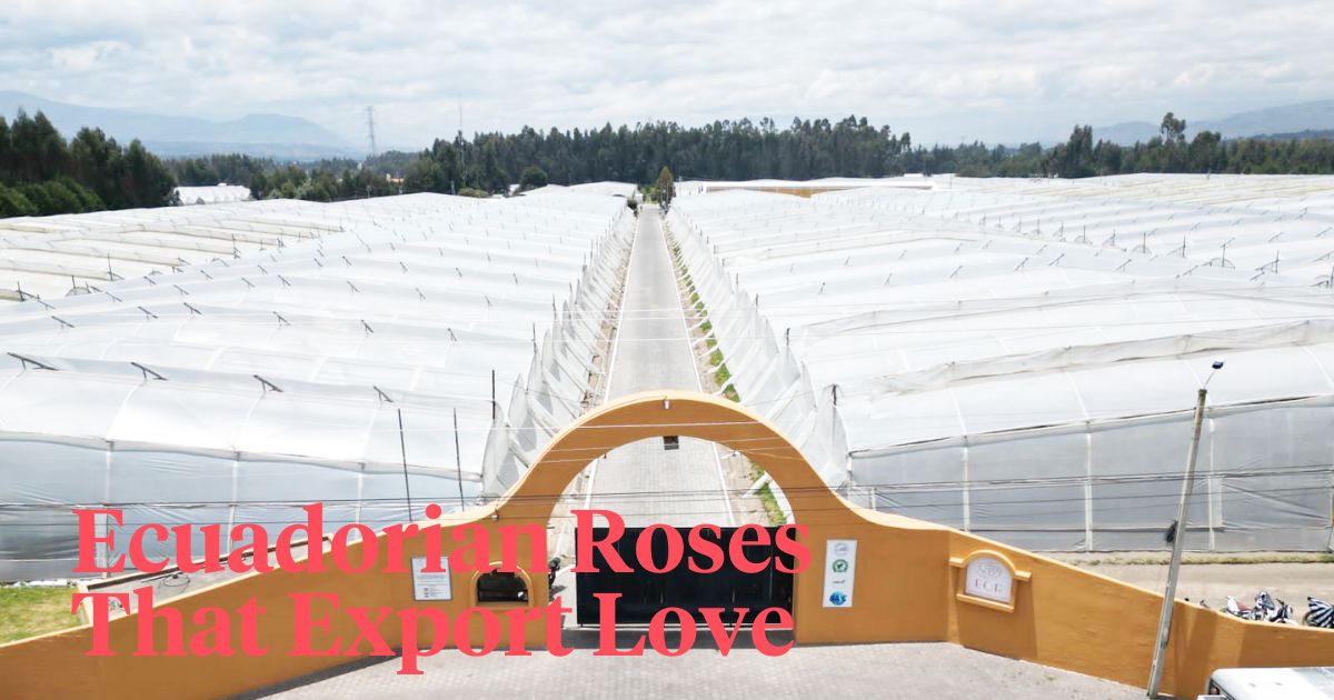 Ecuadorian roses that export love header