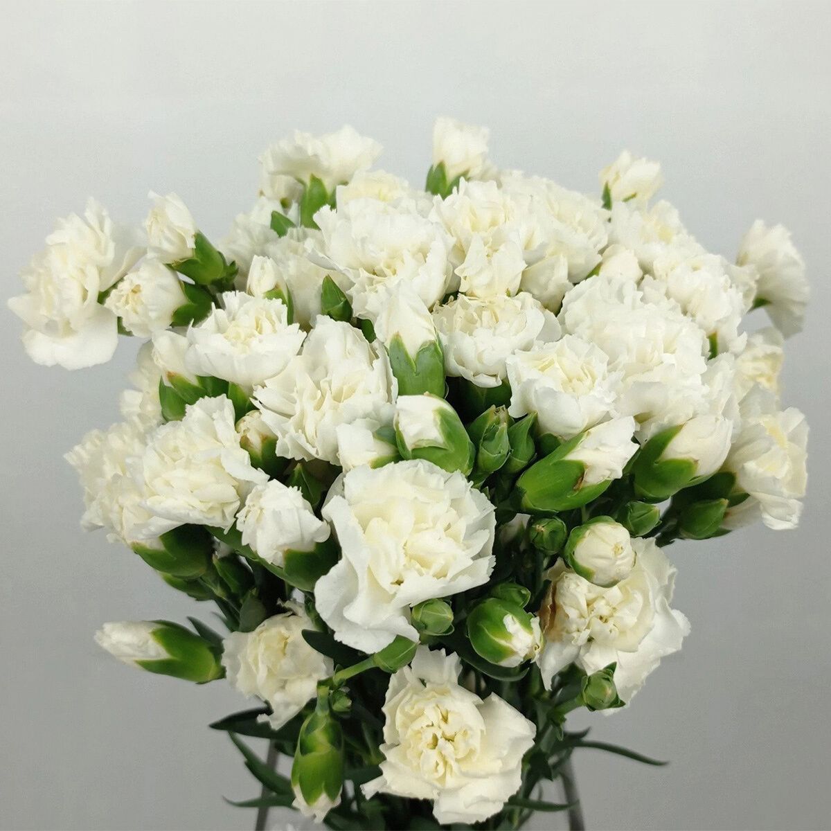 The Best Tips to Care for Spray Carnations - Article onThursd