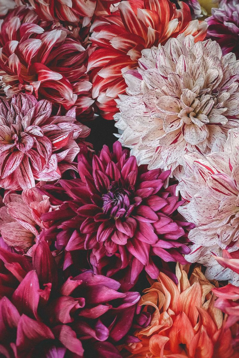 Dahlias in bold colors trending