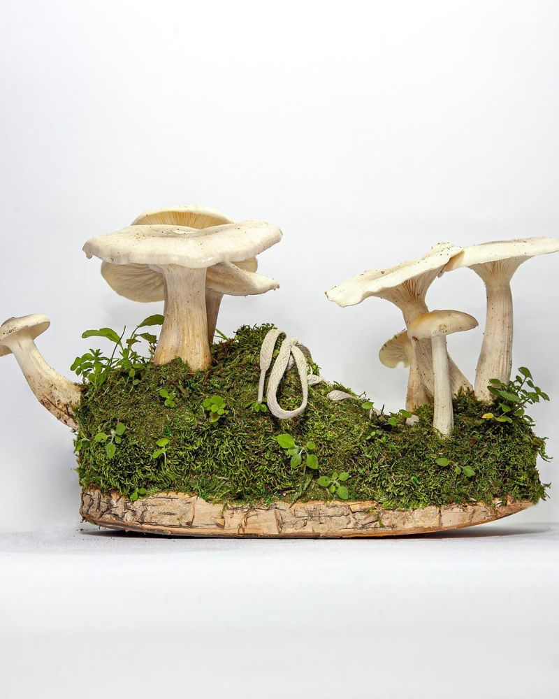 monsieur-plants-newest-sneaker-series-features-fungi-featured