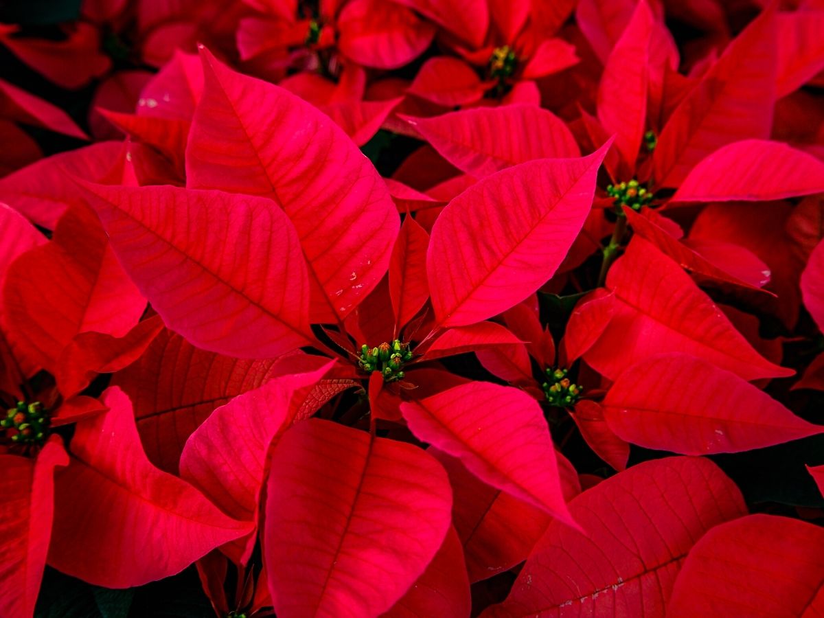 One of the most popular flower holidays is Christmas with poinsettia