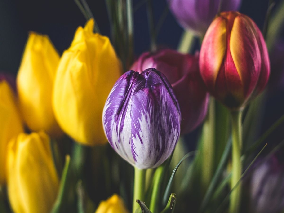 Tulips for easter one of most popular flower holidays