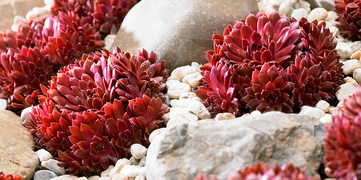 Sempervivum Coral Red plant on Thursd header