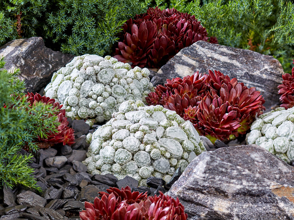 Sempervivum Arctic White and Coral Red