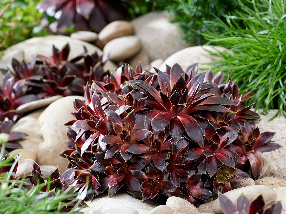 Sempervivum Coconut Crystal