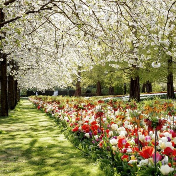 Keukenhof in Test Mode for the Weekend - Article on Thursd (2)