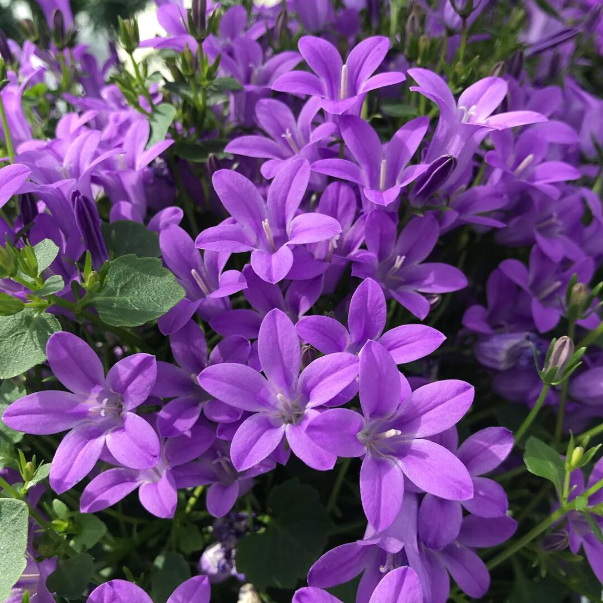 Outdoor view of beautiful Campanula Campala