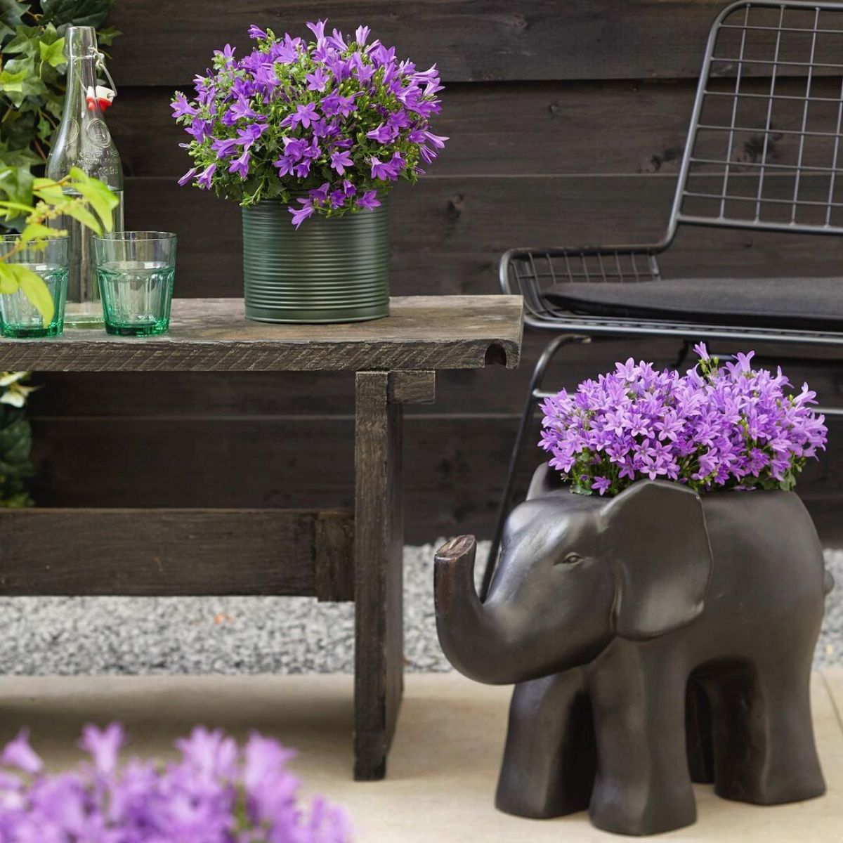 Outdoor decor using Campanula Campala purple