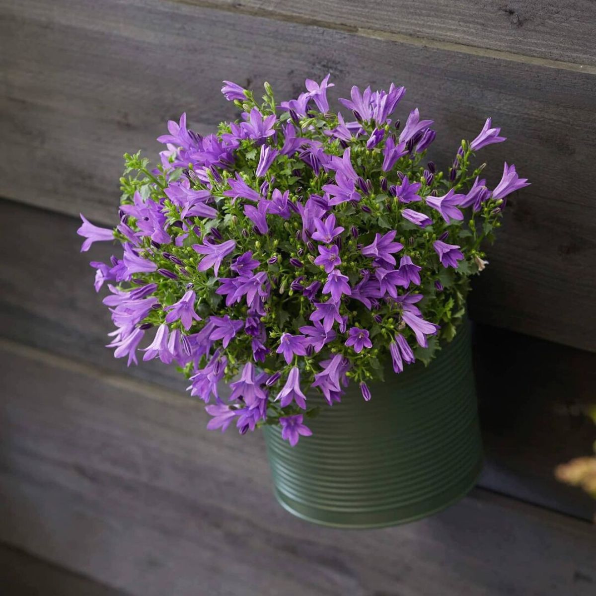 Beekenkamps Campanula Campala is a great indoor plant