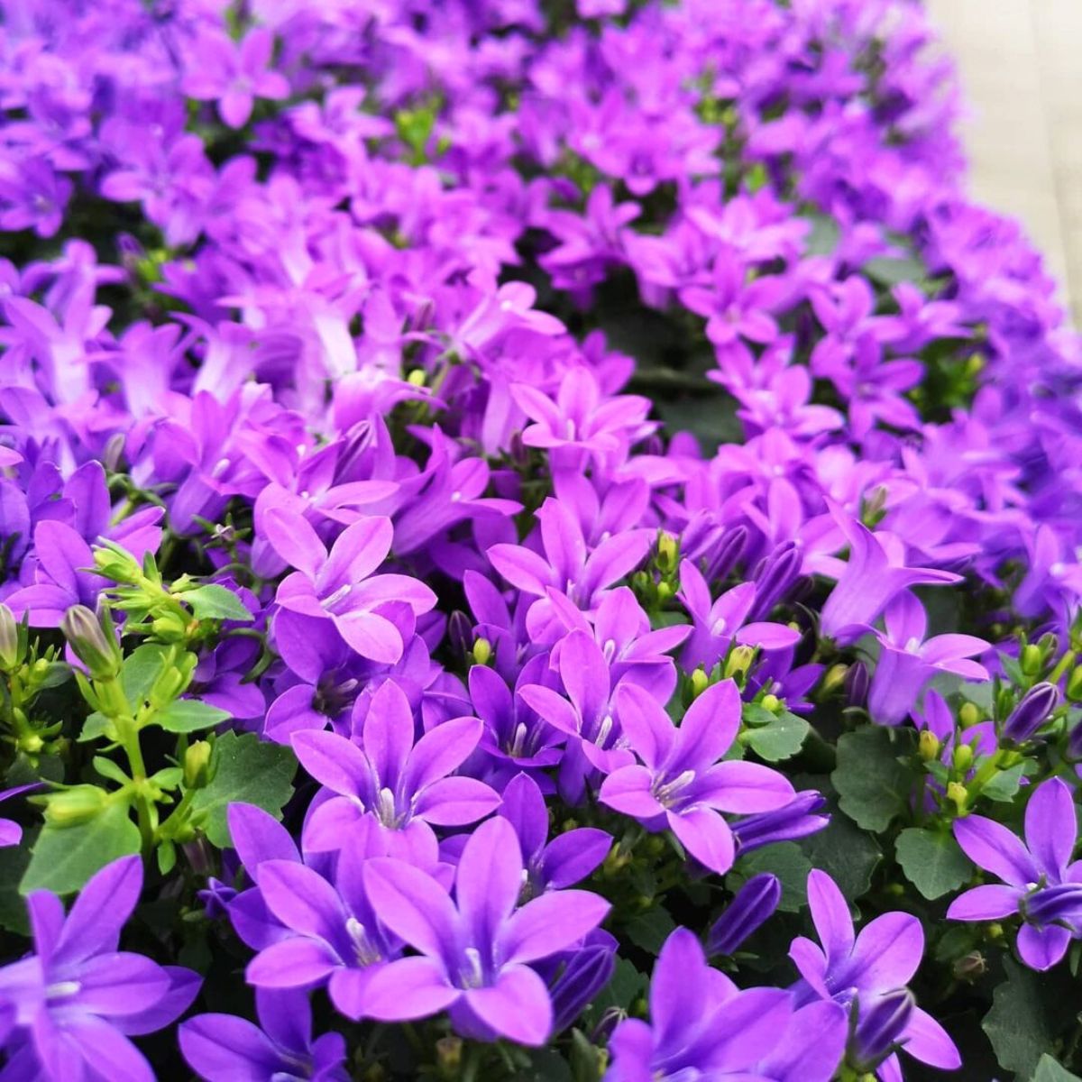 Campanula Campala carefully selected by Beekenkamp