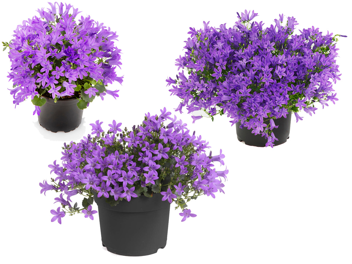 Campanula Campala varieties