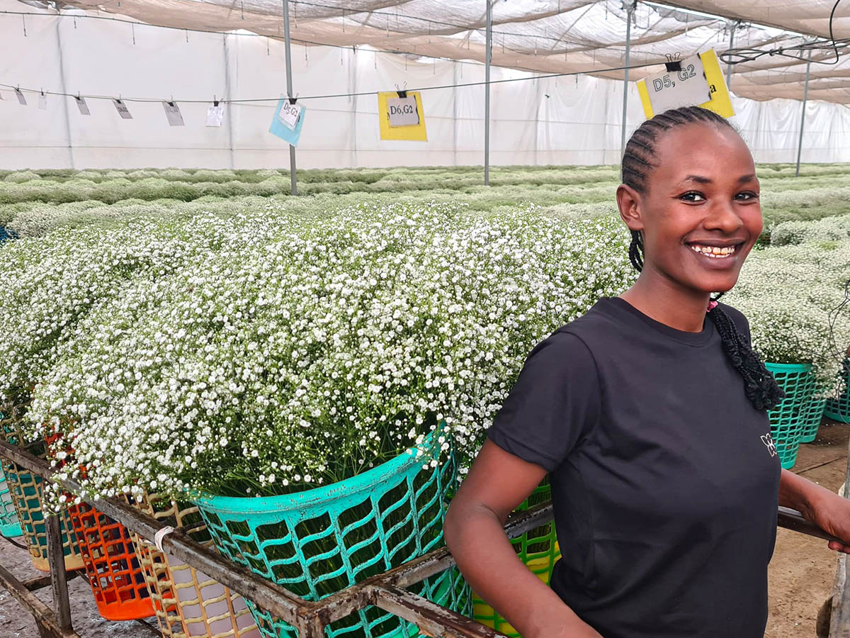 Klaver Flowers Ethiopia