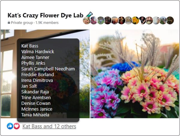 Chrysanthemum Ilonka on Facebook