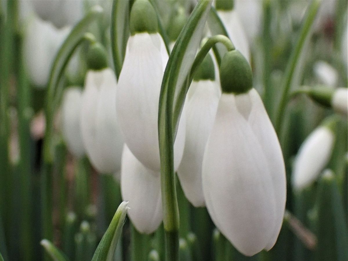 Snowdrops january birth month flowers