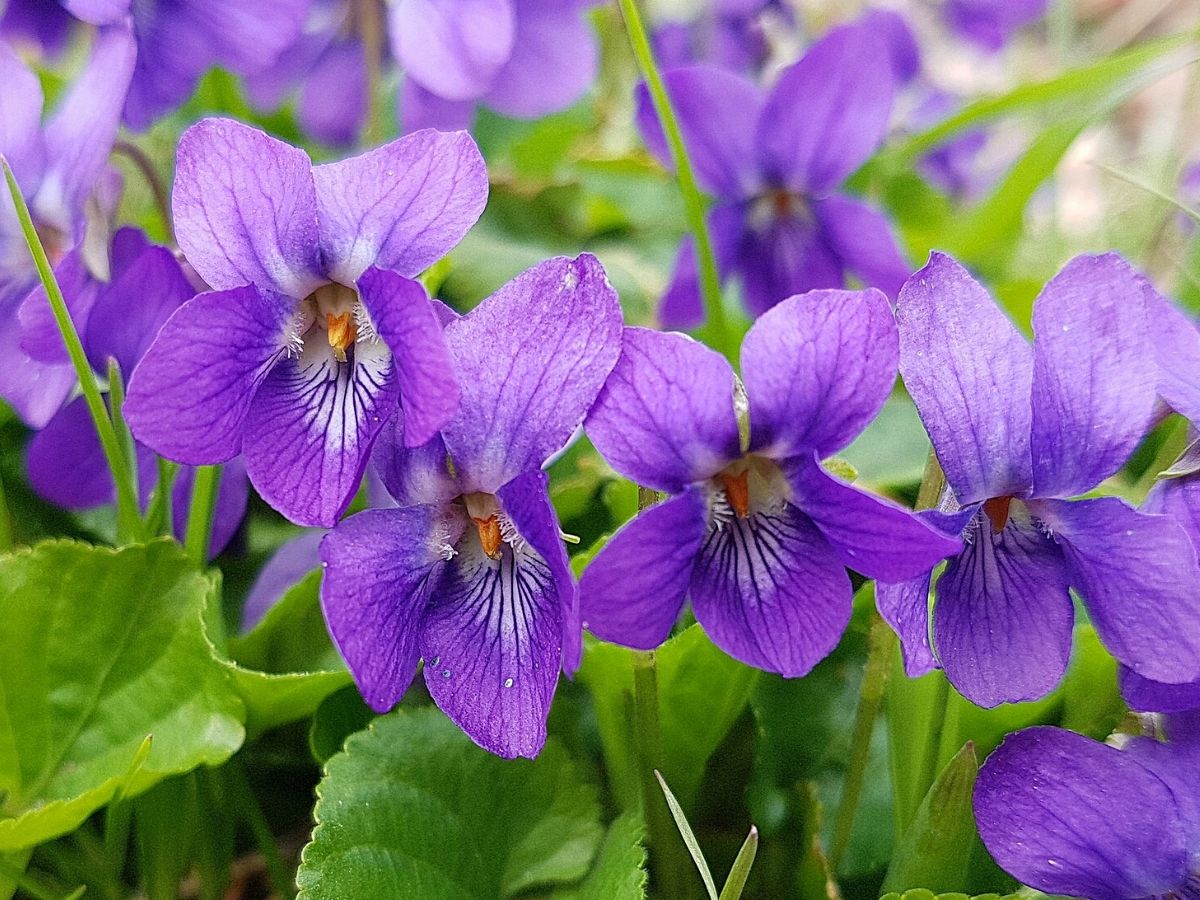February birth month flowers violets