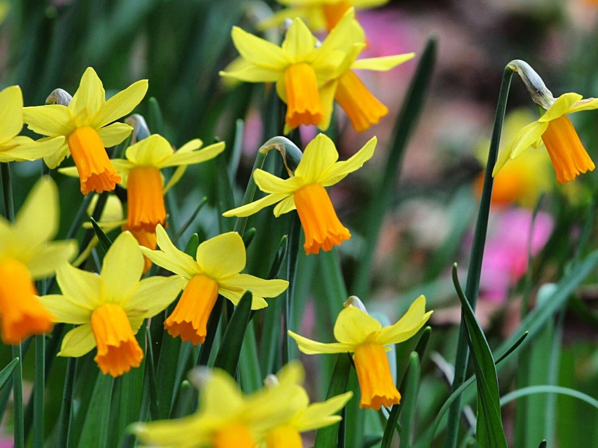 Daffodils are March birth month flowers
