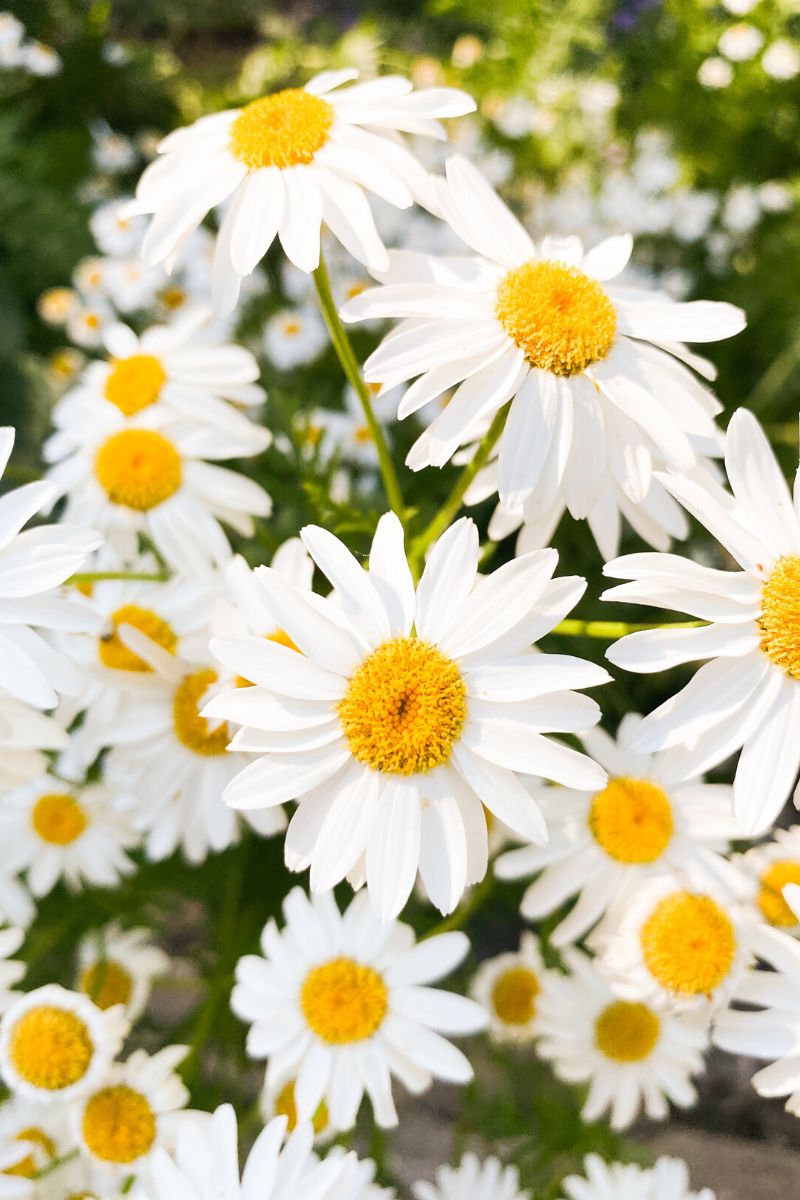 Birth month flowers for April are daisies
