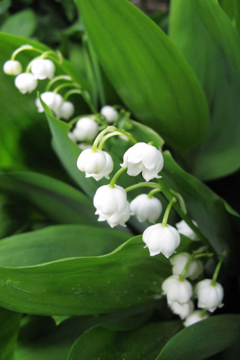 Birth month flowers lily of the valley