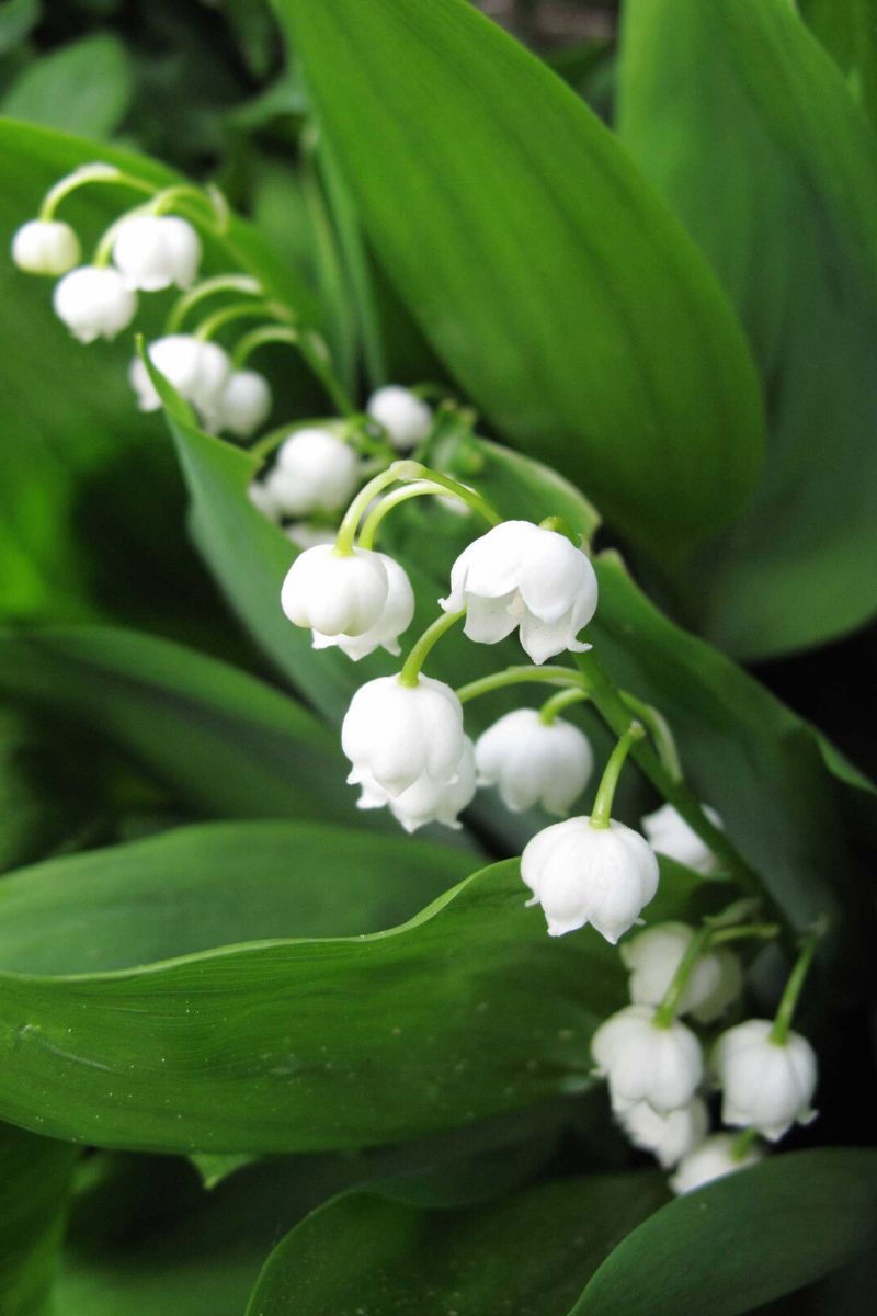 May Flower Lore: Lily of the Valley and Hawthorn - Farmers