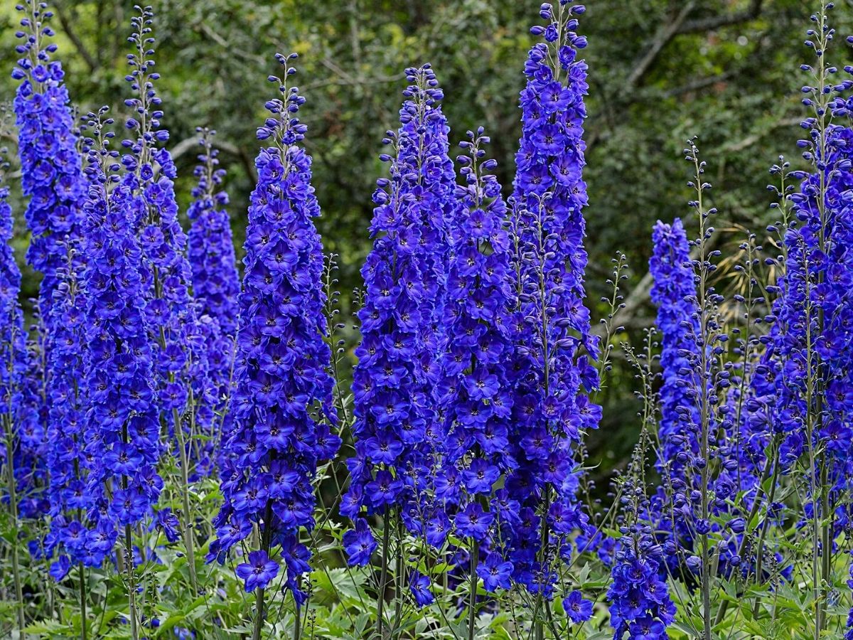 Delphinium july flowers