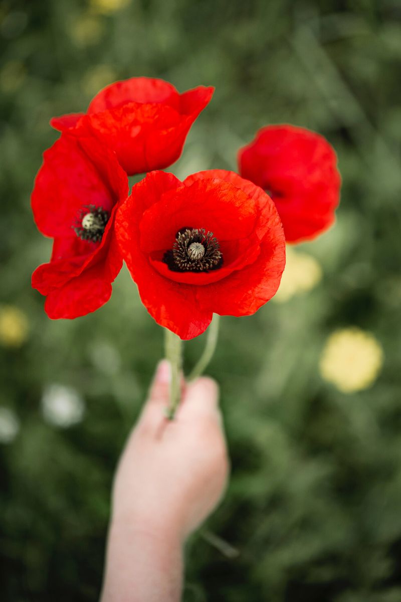 Poppies for August birthday gifts