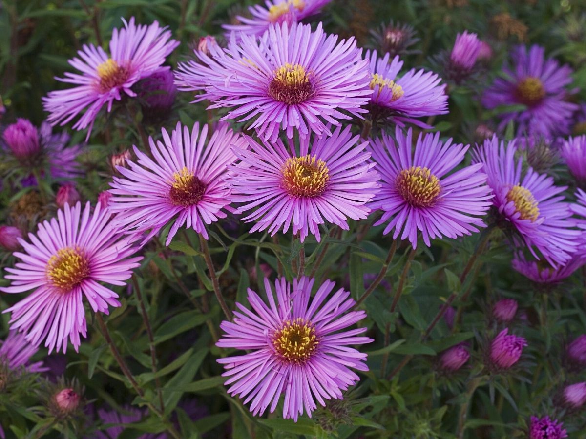 Aster birth month flowers for September