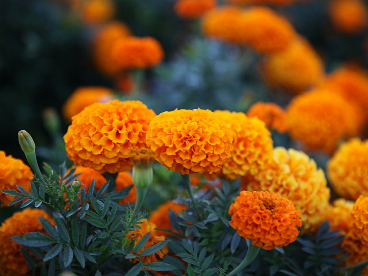 October for marigolds