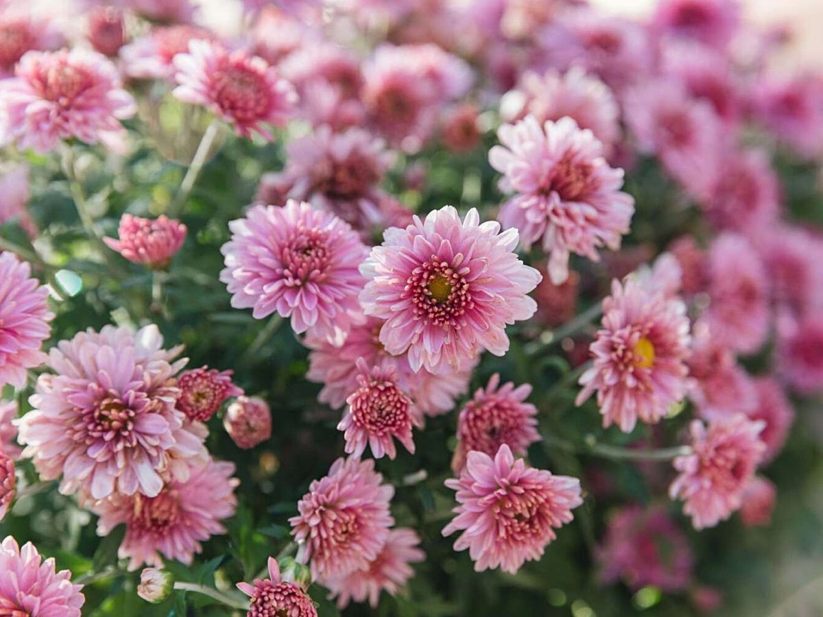 November chrysanthemum birth flowers