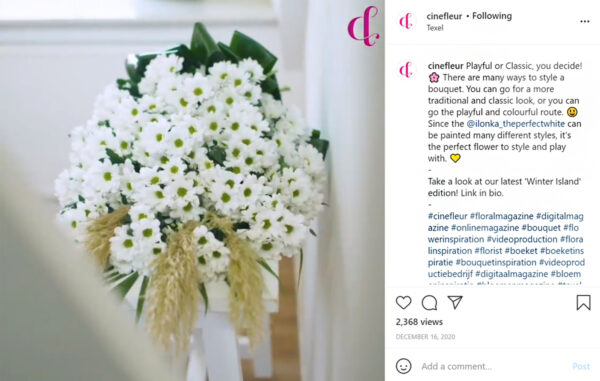 Chrysanthemum Ilonka on Instagram