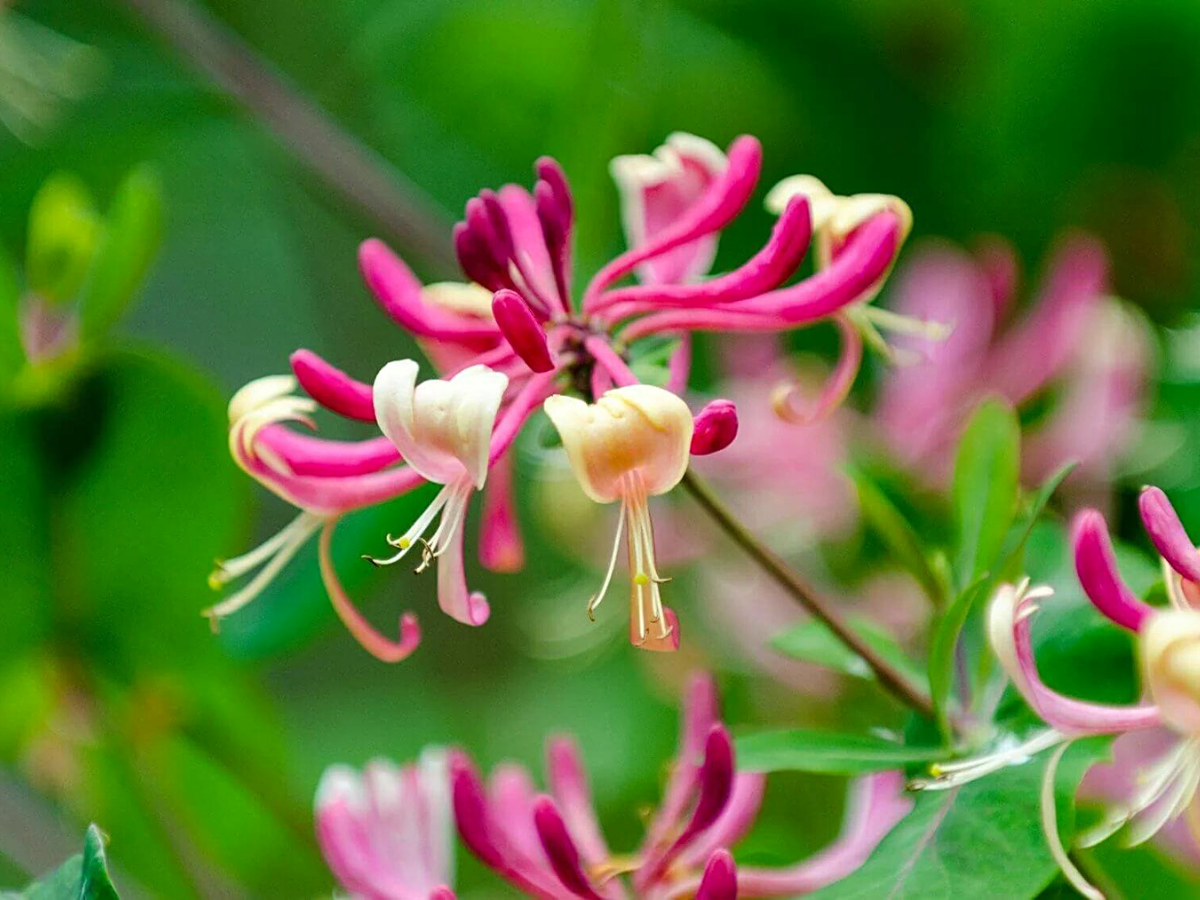 Honeysuckle flowers