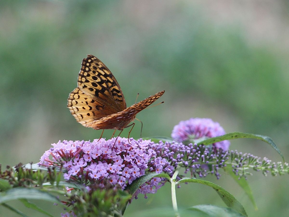 The Butterfly Bush - A Favorite Nectar Source for Butterflies