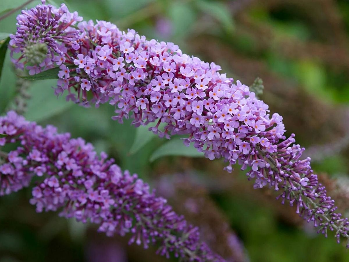 Light purple butterfly bush