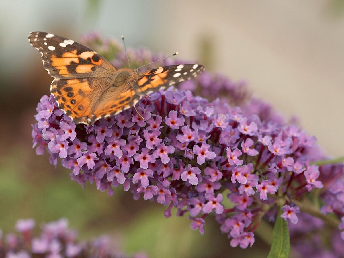 Butterfly bush also known as butterfly plant