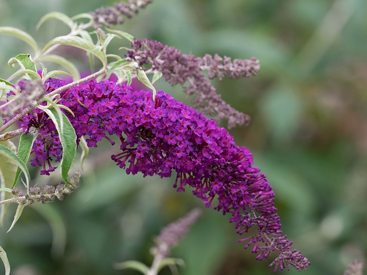 Nanho Purple Butterfly Bush