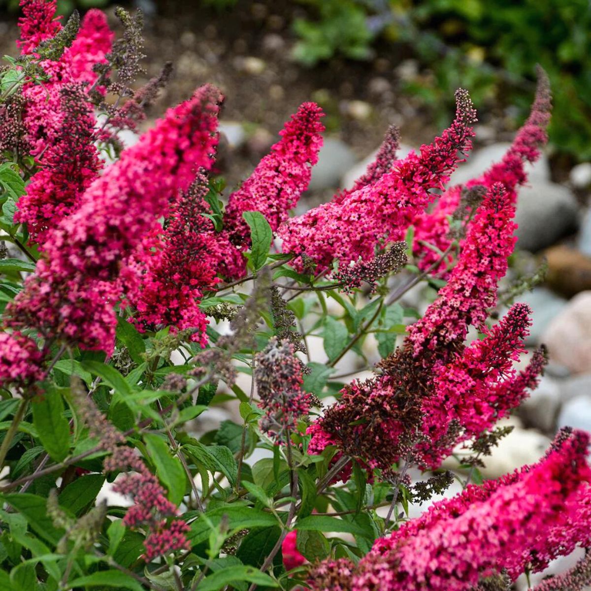 Prince Charming Butterfly Bush