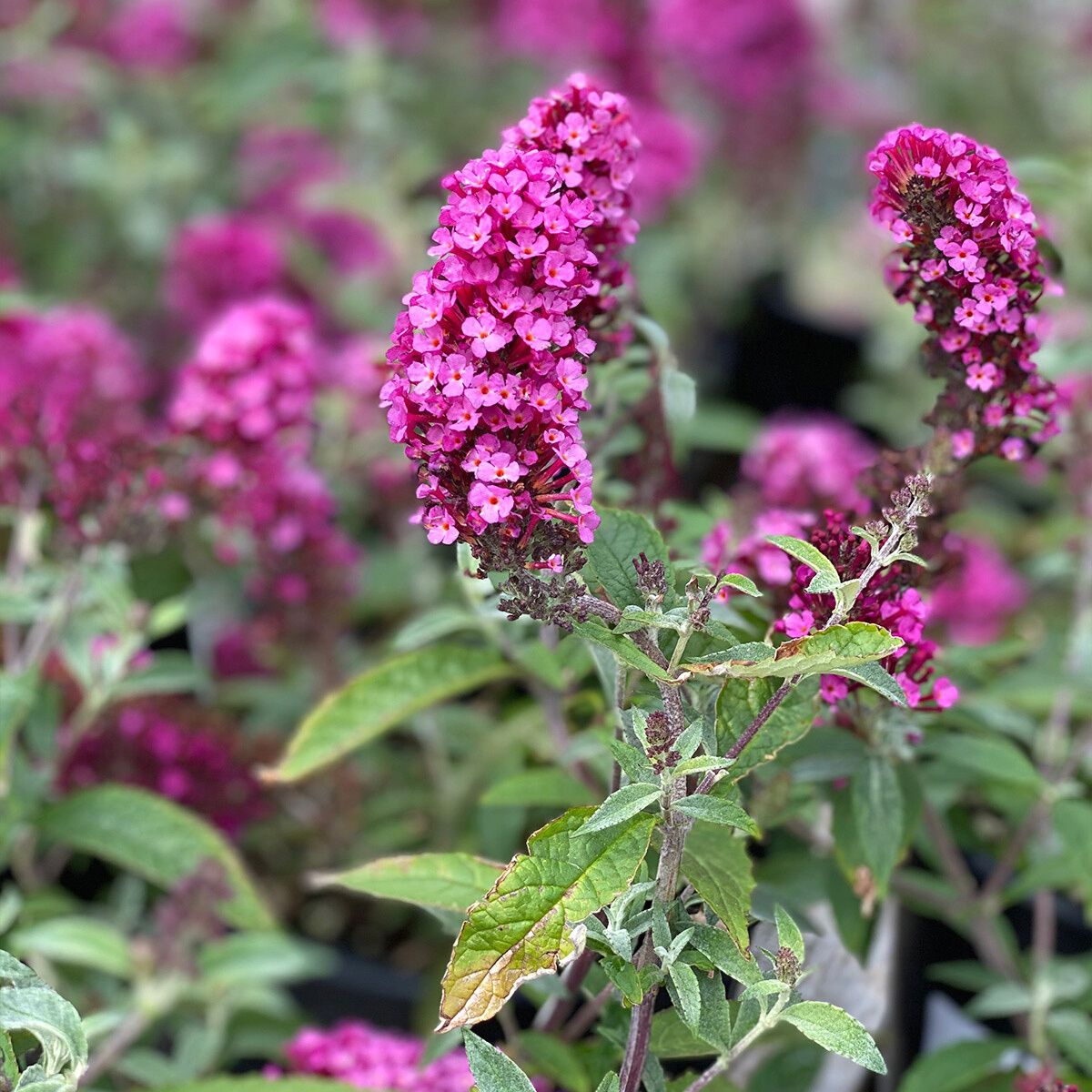 Queen of Hearts Butterfly Bush