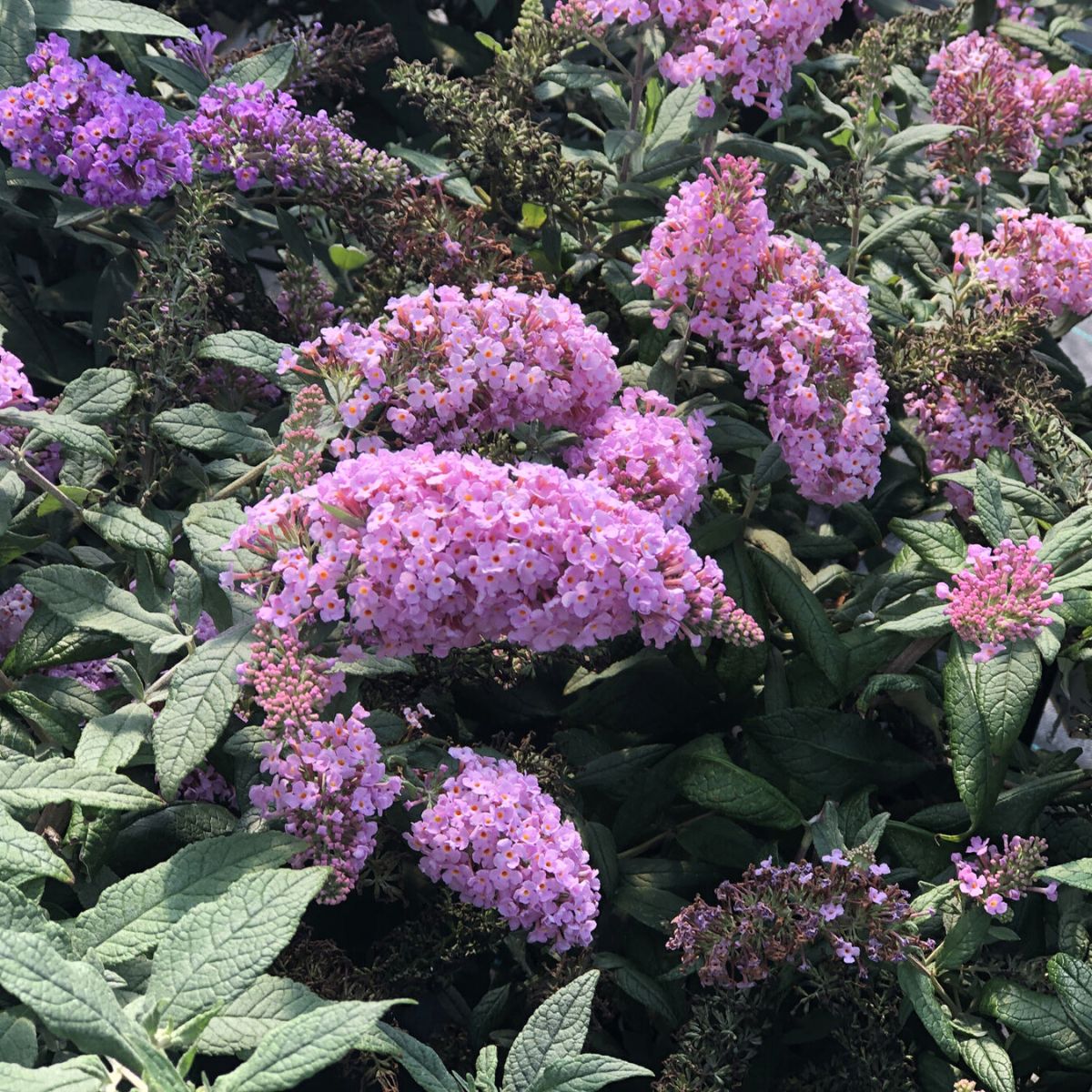 Pugster Pink Butterfly Bush