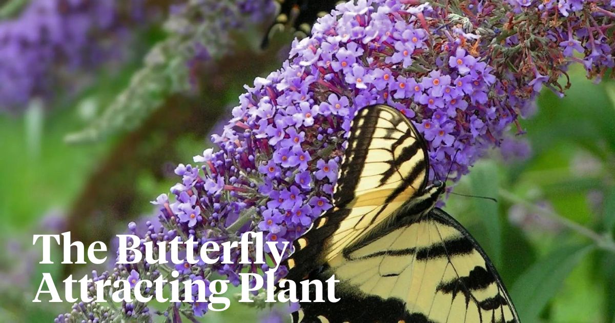 The butterfly attracting plant header