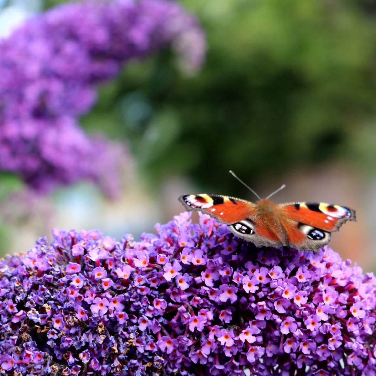 Butterfly Bush purple featured